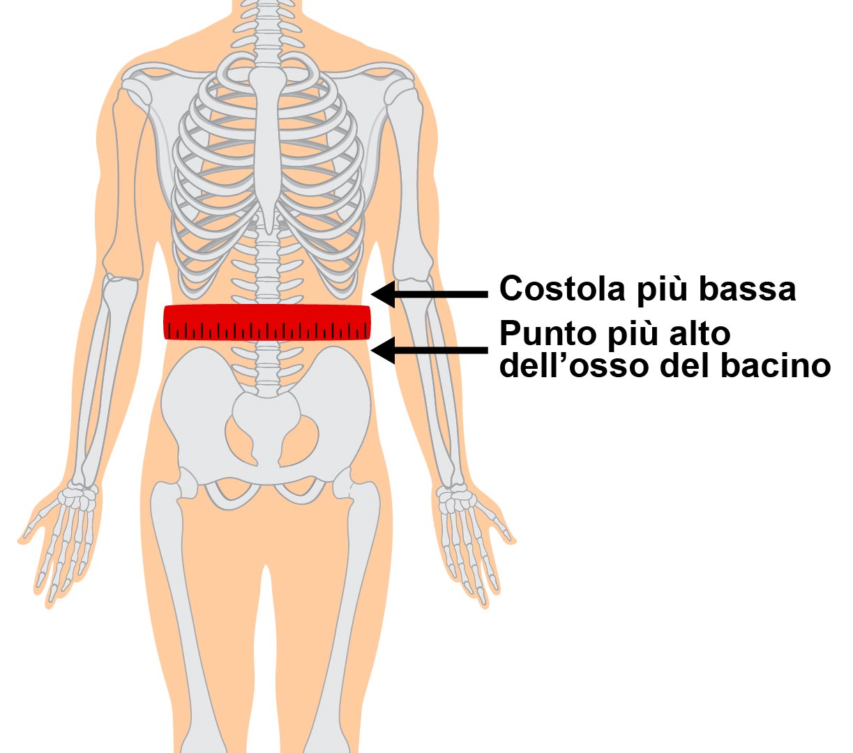 Circonferenza-addominale.jpg (132 KB)