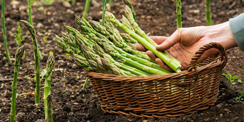 Oggi inserisci gli asparagi nel tuo menu