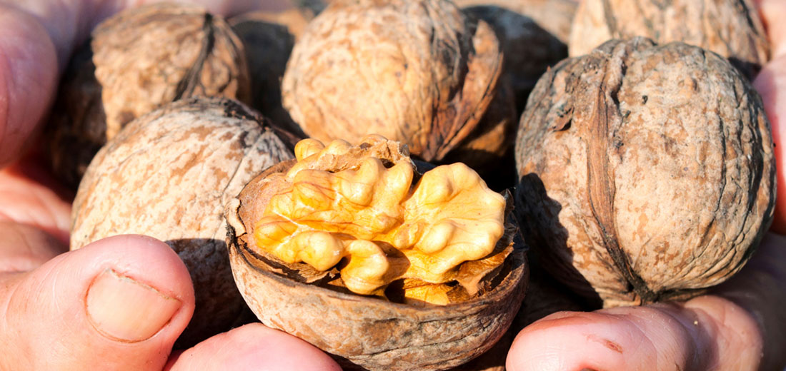 Mangia noci tutti i giorni