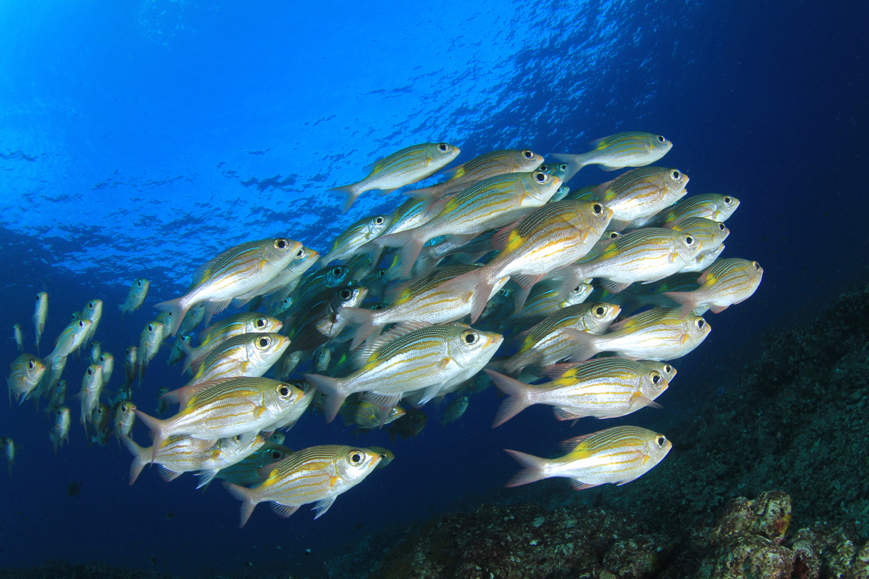 Mangia più pesce