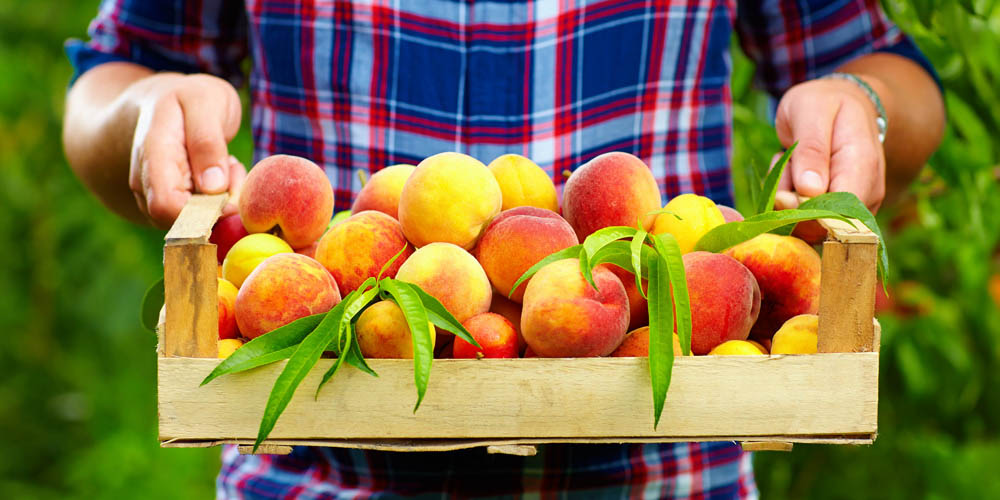 Oggi mangia pesche e buoni nutrienti