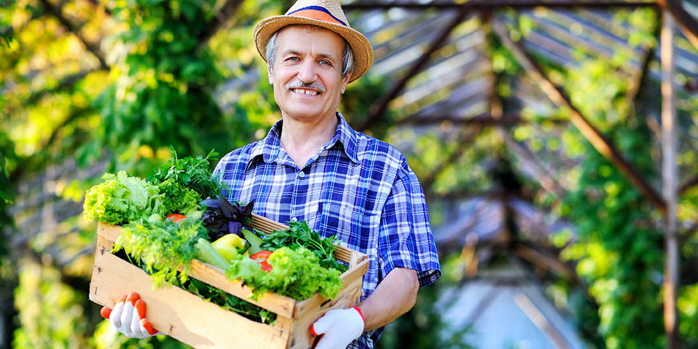 Oggi mangia tutti i nutrienti dell’insalata